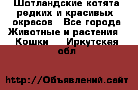 Шотландские котята редких и красивых  окрасов - Все города Животные и растения » Кошки   . Иркутская обл.